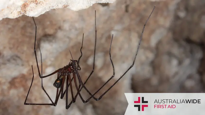 A Tasmanian cave spider hanging upside down in a cave